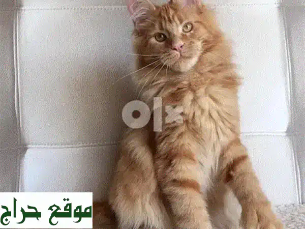 قطة ماين كون للبيع | مستوردة أورنج أحمر | مدربة...
