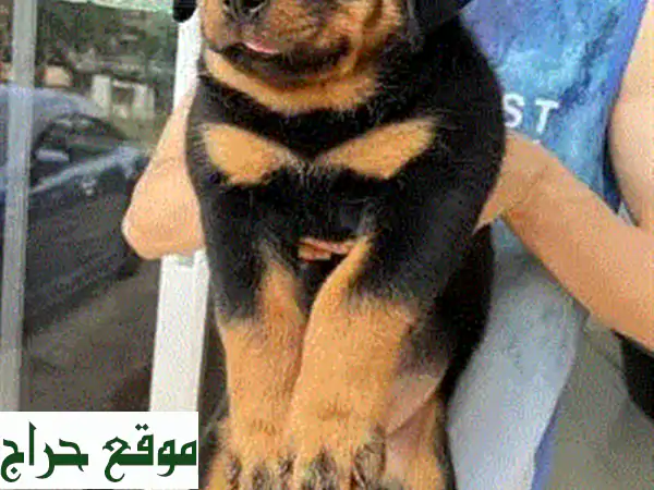 Rottweiler Puppies Available