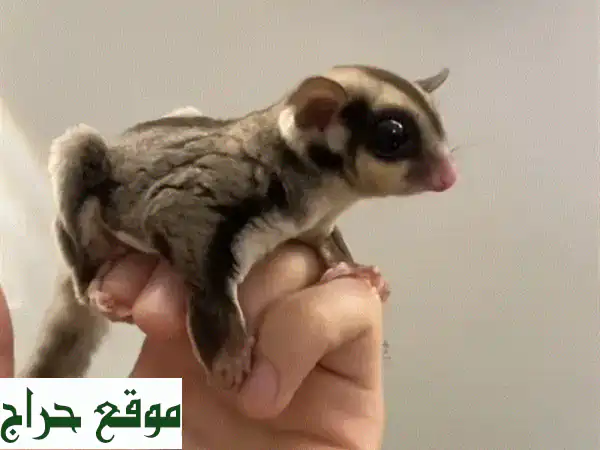 شوقرقلايدر للبيع