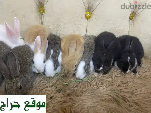 أرانب عمانية للبيع 🐰 بـ 3 ريال فقط! ألوان جذابة وأحجام صغيرة في عمان - لا تفوت الفرصة!