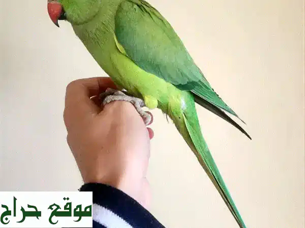 ببغاء درة هندي أليف (كويوي) للبيع: ودود، لا يعض،...