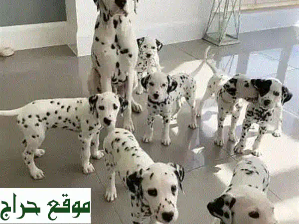 Rottweiler Puppies Available