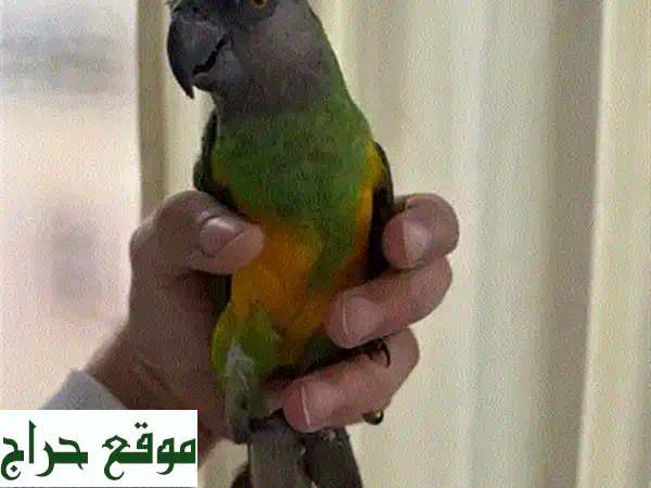 ببغاء درة هندي أليف (كويوي) للبيع: ودود، لا يعض، مثالي للأطفال والعائلة!