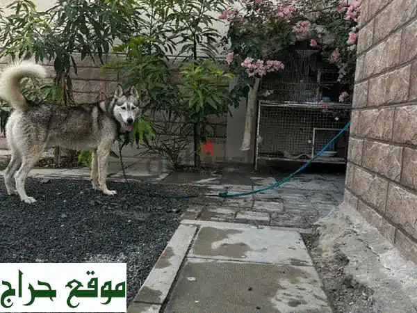 هاسكي للبيع: رفيقك المثالي بجمال آسر وذكاء مذهل!