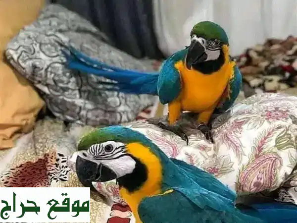 Blue and Gold Macaw Parrots For Adoption