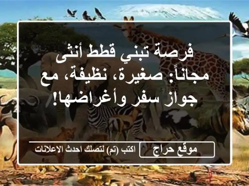 فرصة تبني قطط أنثى مجاناً: صغيرة، نظيفة، مع جواز...