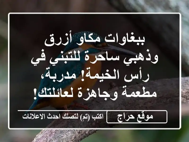 ببغاوات مكاو أزرق وذهبي ساحرة للتبني في رأس...