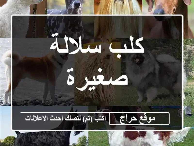 كلب سلالة صغيرة