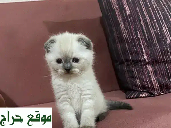 أضف السعادة لحياتك! 🐾 كيتن سكوتش لوف (Scottish Fold) للبيع...