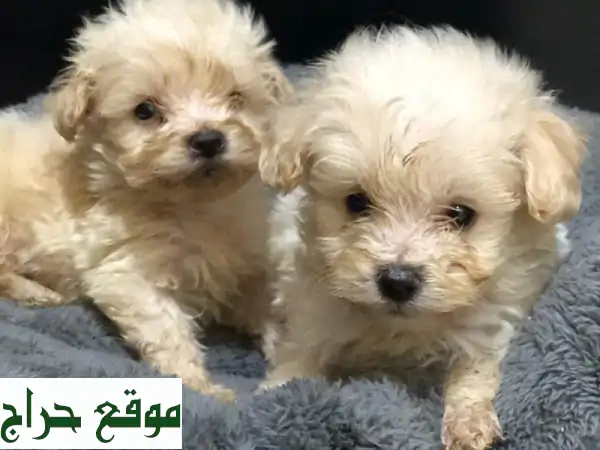 جرو مالتيبو ذكر للبيع | شهرين | 3200 درهم إماراتي -...