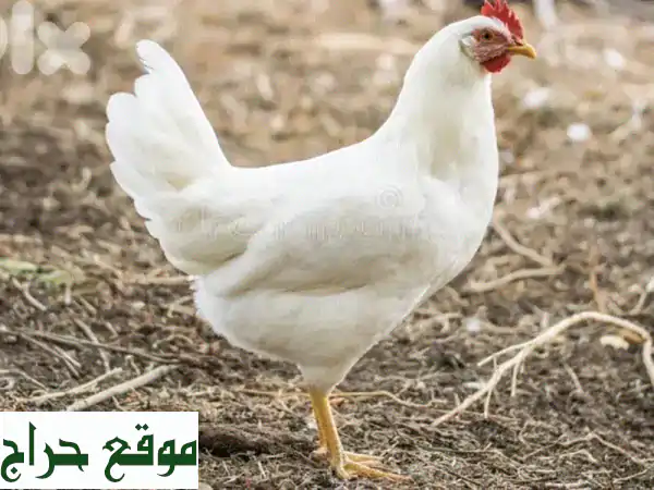 دجاج بوفنس إسباني: أول بيض طازج ومضمون! | كمية محدودة.