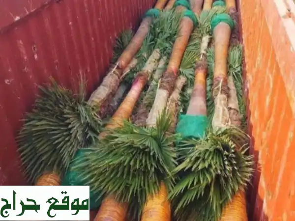 نخل واشنطن أمريكي للزينة | توريد وتوصيل لكافة أنحاء المملكة | أسعار تنافسية