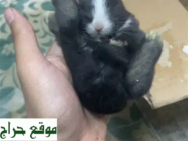 أرانب أليفة للبيع 🐰 | رفاقك الجدد بصحة ممتازة ومنزلية