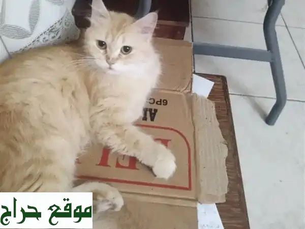 تبنى الآن: قطة جميلة ومرحة تضيء حياتك بالحب والسعادة!