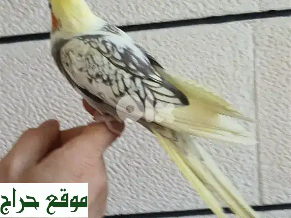 ذكر كروان إيزابيل لاتيني مصبع (سوبر ترويض): رفيقك...