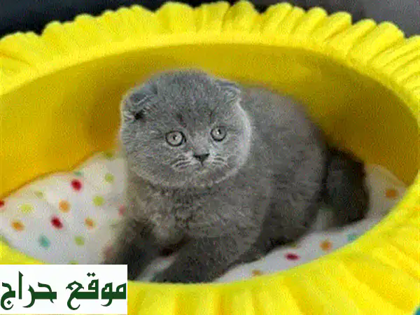 أضف السعادة لحياتك! 🐾 كيتن سكوتش لوف (Scottish Fold) للبيع | عمر شهرين، مدرب، مطعم ومرح
