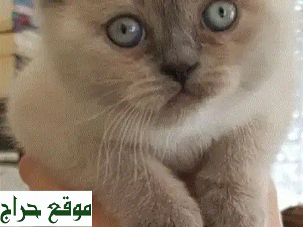 قطة سكوتش فولد رمادية للبيع: رفيقتك المثالية بعمر شهرين! (مدربة، مطعمة، جاهزة للتسليم)