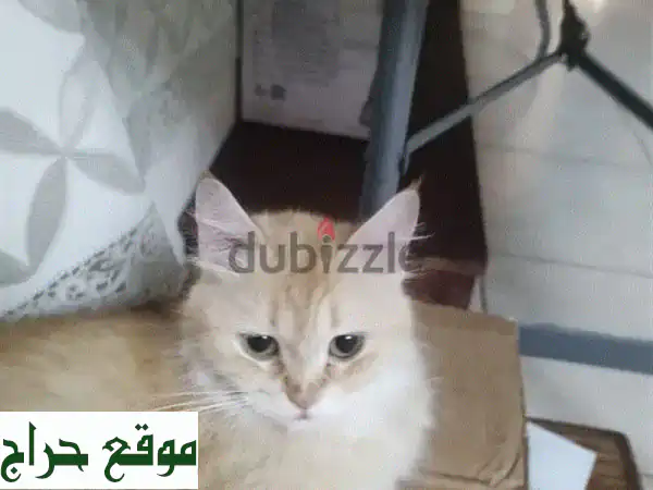 تبنى الآن: قطة جميلة ومرحة تضيء حياتك بالحب والسعادة!