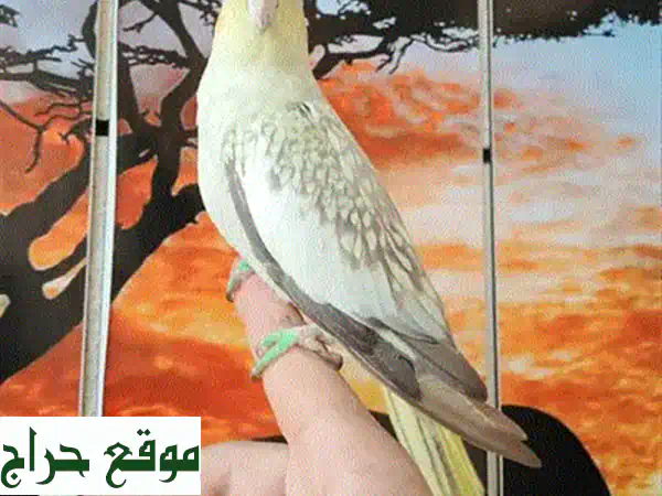 ذكر كروان إيزابيل لاتيني مصبع (سوبر ترويض): رفيقك الذكي والأليف المفضل!