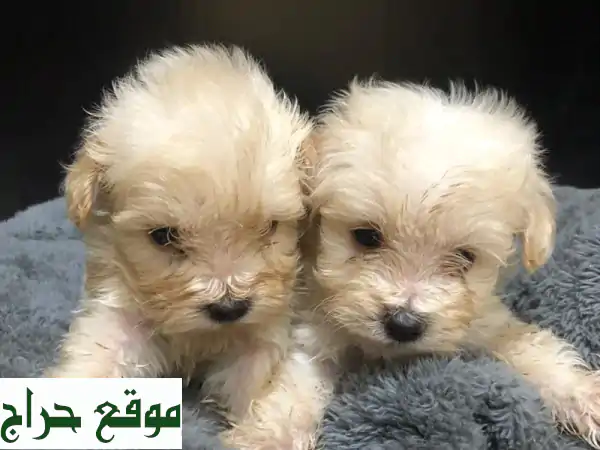 جرو مالتيبو ذكر للبيع | شهرين | 3200 درهم إماراتي - رفيقك الودود بانتظارك!