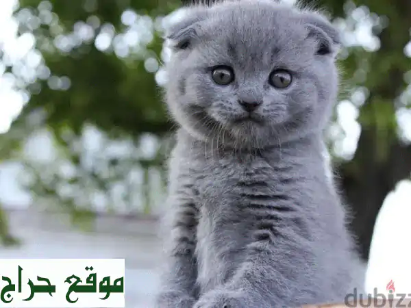 قطة سكوتش فولد رمادية للبيع: رفيقتك المثالية...