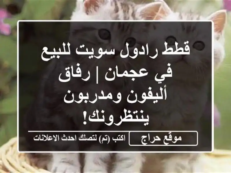 قطط رادول سويت للبيع في عجمان | رفاق أليفون...
