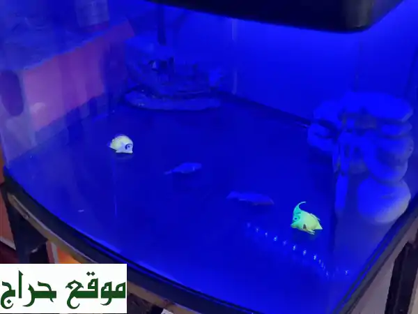 ⚡️ فرصة ذهبية: حوض سمك زينة كبير متكامل (ممتاز)...