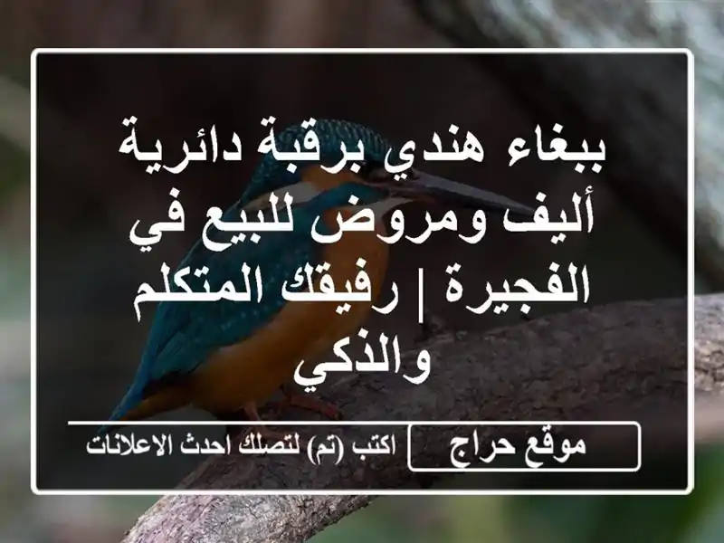 ببغاء هندي برقبة دائرية أليف ومروض للبيع في الفجيرة...
