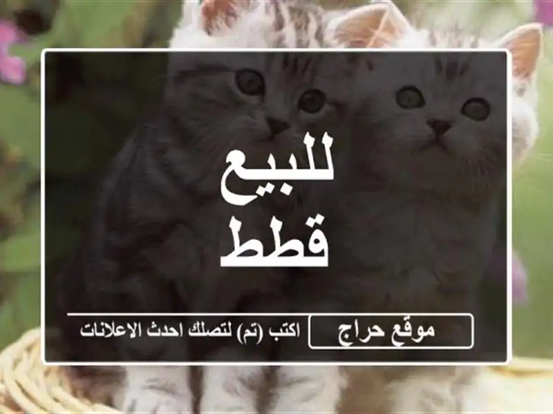 للبيع قطط