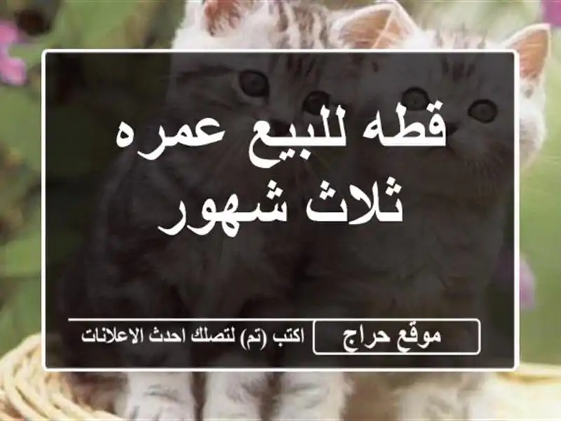 قطه للبيع عمره ثلاث شهور