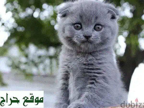 قطط سكوتش فولد للبيع | صغار رائعة ومرحة | متوفرة الآن مع التوصيل!