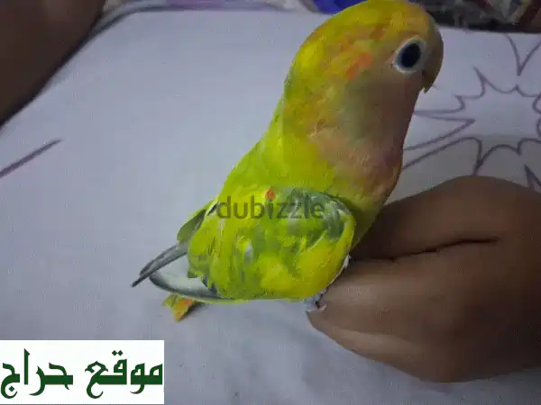 طيور حب أليفة ومدربة للبيع | رفاق مرحون أصحاء...