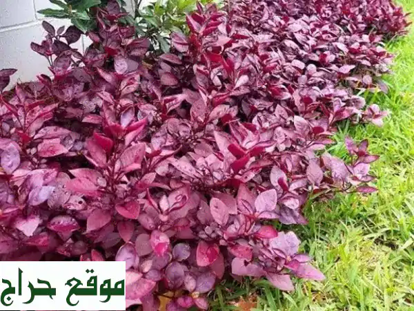 خدمات تنسيق الحدائق والرعاية النباتية هل تبحث...