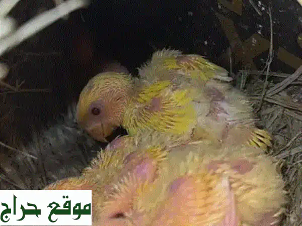 فروخ روز تركواز ولاتينو اورنج اوبلاين جاهزات للغر