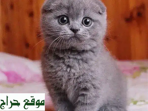 قطط سكوتش فولد للبيع | صغار رائعة ومرحة | متوفرة الآن...