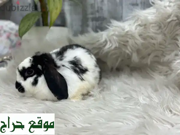 أرانب هولاند لوب للبيع: رفاق مرحة ومحصنة بالكامل – ذكر وأنثيان ينتظرون منزلاً دافئاً!