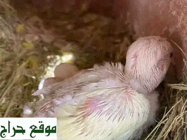 فروخ روز تركواز ولاتينو اورنج اوبلاين جاهزات للغر