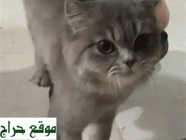 وداعًا لمتاعب التنظيف! 🐾 صندوق رمل قطط أوتوماتيكي ذكي بحالة ممتازة كأنه جديد