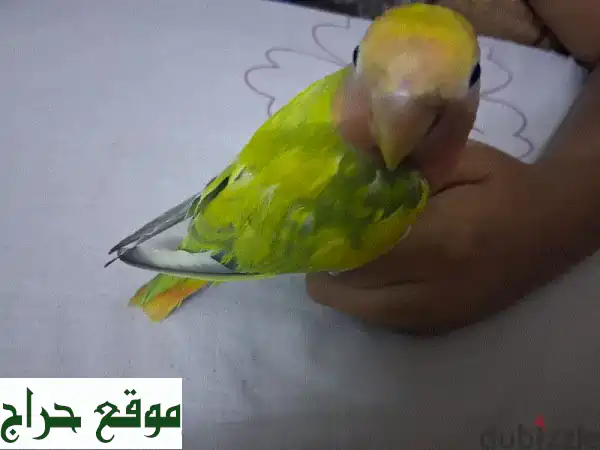 طيور حب أليفة ومدربة للبيع | رفاق مرحون أصحاء وجاهزون للمنزل!