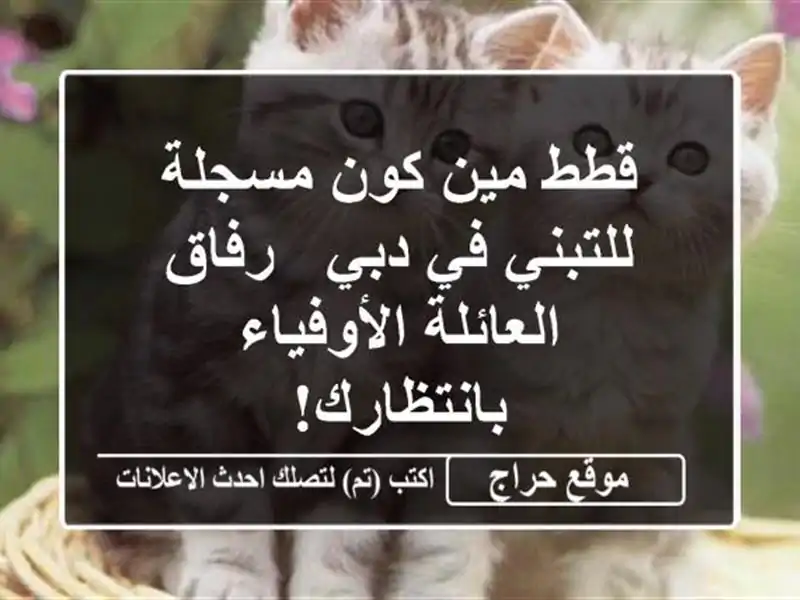 قطط مين كون مسجلة للتبني في دبي - رفاق العائلة...