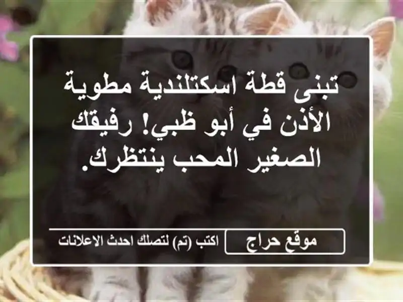 تبنى قطة اسكتلندية مطوية الأذن في أبو ظبي!...