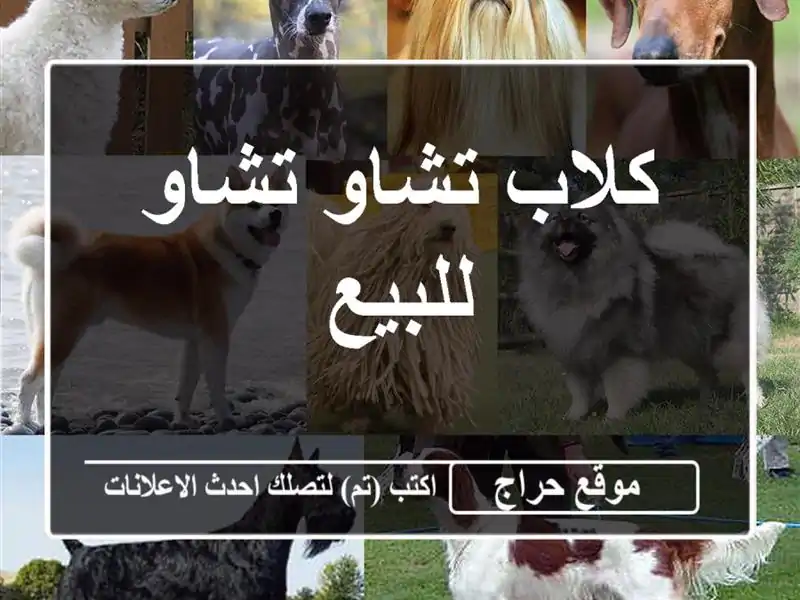 كلاب تشاو تشاو للبيع