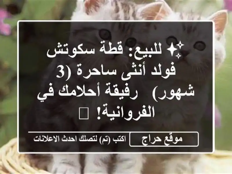 ✨ للبيع: قطة سكوتش فولد أنثى ساحرة (3 شهور) -...