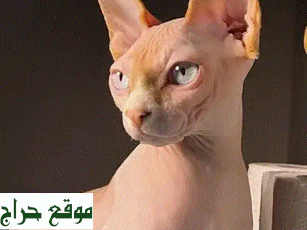 British Golden Chinchilla Imported