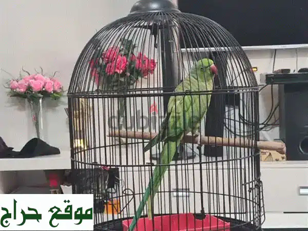 فرصة لا تعوض! 🦜 ببغاء الدرة الهندي المتكلم الأخضر - مع قفصه هدية! (مثالي للعائلات)