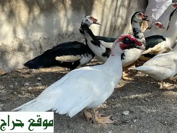 فرصة ذهبية! 15 بطة مصرية أصيلة للبيع - ذكور وإناث...