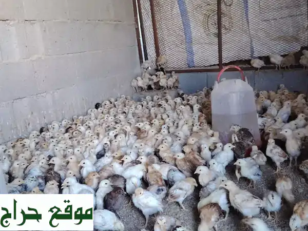 صوص بلدي أصيل للبيع بمكة: عمر شهر وأسبوع، 5 ريال فقط! جاهز للتربية والتوصيل