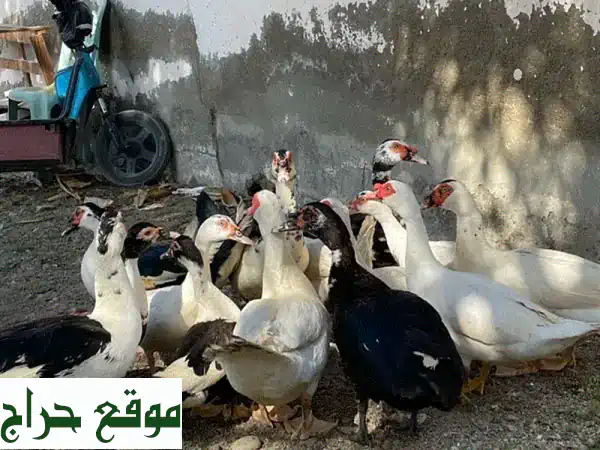 فرصة ذهبية! 15 بطة مصرية أصيلة للبيع - ذكور وإناث بصحة ممتازة