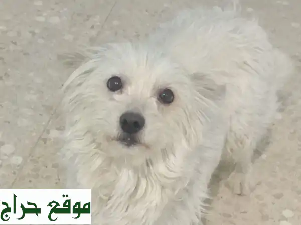 فرصة نادرة: 3 جراء مالتيز بيور أصيلة | شعر طويل...