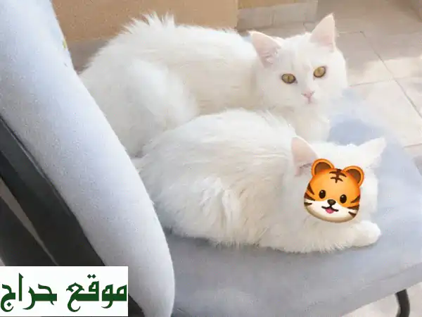 رفيقك المنتظر في أبوظبي: قط مُدلل بجواز سفر |...